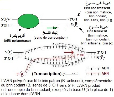 RNA polymerase