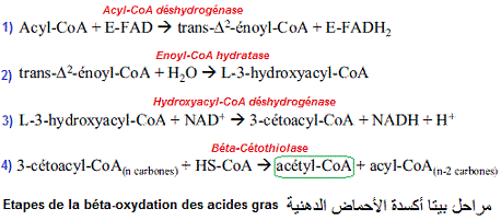 Acides gras. Catabolisme