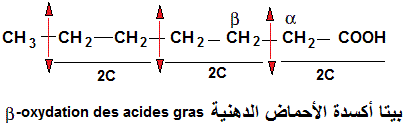 Lipides. Oxydation des acides gras