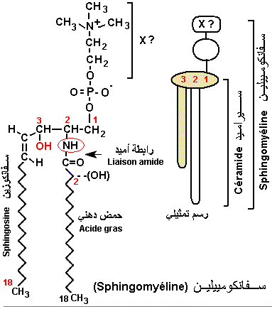 sphingolipide
