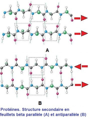 feuillet béta parallèles